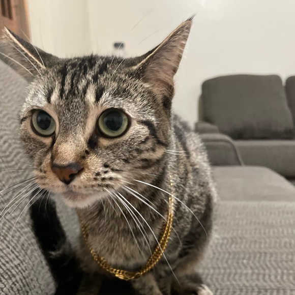 ✨Hi, I’m Alba - Thanks for shopping with me! ✨ - Picture 4 of 4